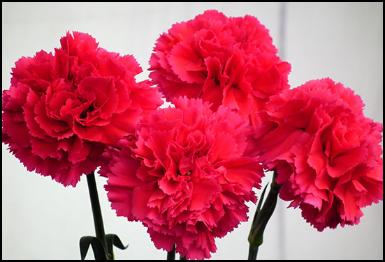 Red carnation - perfect for 1st Anniversary flower